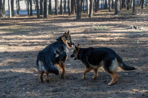 Çam Ormanında Oynayan Iki Genç Köpek Bir Erkek Dişi Alman — Stok fotoğraf