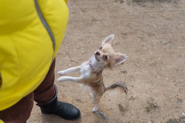 Pet Stands Its Hind Legs Next Woman Leg Female Chihuahua — Stock Photo, Image