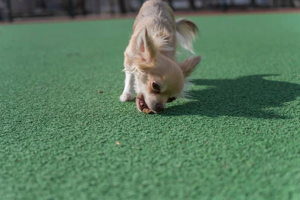 Chihuahua犬は外の緑のカーペットから治療の一部を取ります 雌犬の接近 — ストック写真