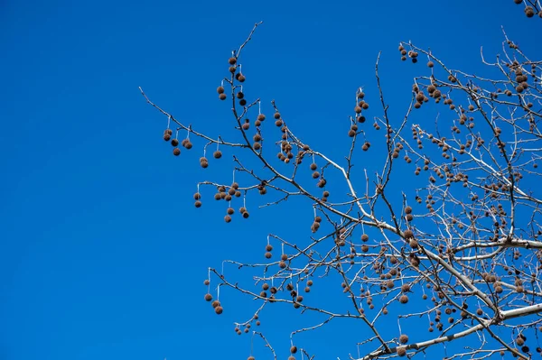 Platanus Dalları Yapraksız Yuvarlak Tohumlar Mavi Gökyüzüne Karşı Ağaç Dalları — Stok fotoğraf