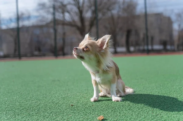 Obedience Training Pets Chihuahua Dog Sitting Green Carpet Small Piece — Stock Photo, Image