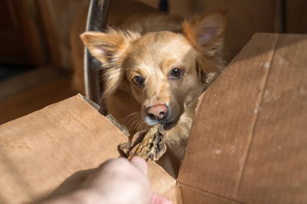 Una Mano Femenina Trata Mascota Con Golosinas Secas Una Hembra — Foto de Stock