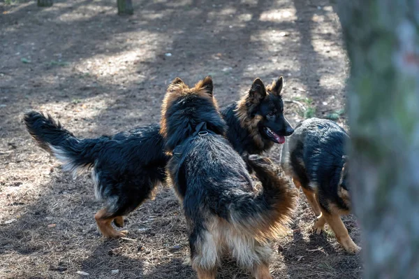 개들은 소나무 숲에서 장난을 칩니다 셰퍼드가 냄새맡고 서로를 합니다 사회화 — 스톡 사진