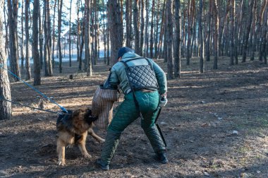 Bir Alman kurdu yetişkin bir erkeğe saldırıyor. Köpek ısırır ve ağzında özel bir kol tutar. Koruyucu giysili antrenör. Devriye ve konvoy eğitimi..