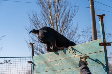 Büyük siyah köpek engelli parkurun üstesinden geliyor. Rottweiler 'ın arka kısmı yüksek ahşap bir çitten atlıyor. Erkek sahibinin eli köpeğin tasmasını tutar..