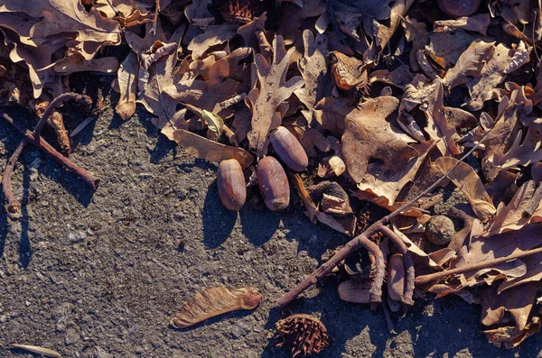 Acornes Châtaignes Graines Frêne Feuilles Tombées Sur Chemin Dans Parc — Photo