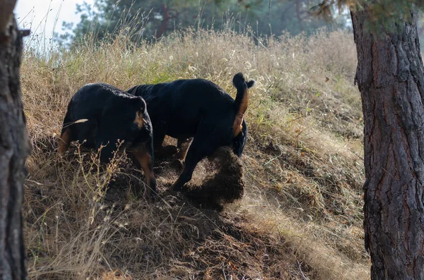 Deux Chiens Noirs Ont Creusé Sol Sur Une Colline Les — Photo