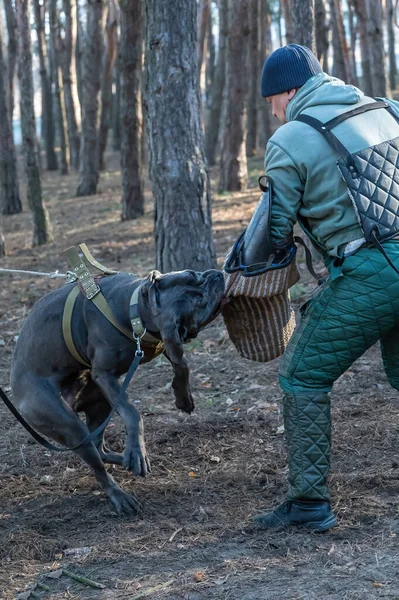 The service dog is attacking the trainer. Dog breed cane corso italiano bite special sleeve. Training dogs defensive guard service. Series part