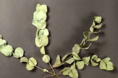 Siyah arka planda yeşil yapraklı kuru okaliptüs dalları.