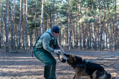 Alman çoban köpeği ısırık kolunu ağzında tutar. Yetişkin bir erkek köpeğe sopayla vurmak için sallanıyor. Bekçilik ve bekçilik eğitimi alan köpekler. Seçici Odaklanma. Gürültü, tahıl etkisi.