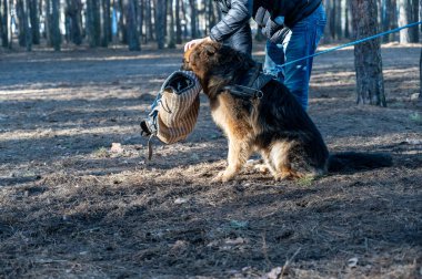 Bir Alman kurdu oturur ve ısırık kolunu ağzında tutar. Yetişkin bir erkek evcil hayvanı okşar. Bekçilik ve koruma için köpek eğitimi.