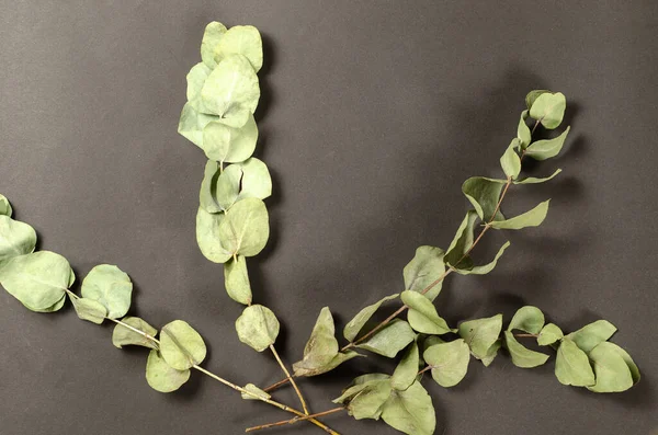 Siyah arka planda yeşil yapraklı kuru okaliptüs dalları.