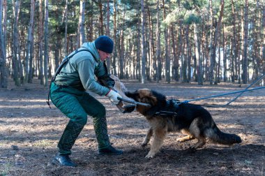 Alman çoban köpeği ısırık kolunu ağzında tutar. Yetişkin bir erkek köpeğe sopayla vurmak için sallanıyor. Bekçilik ve bekçilik eğitimi alan köpekler. Seçici Odaklanma. Gürültü, tahıl etkisi.