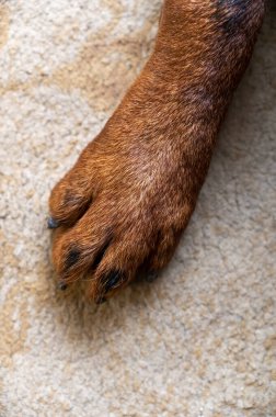 Kahverengi bir köpeğin patisini bej bir arka plana yakın plan. Oturma odasındaki halıya uzanmış yetişkin bir Rottweiler 'ın ön pençesi..