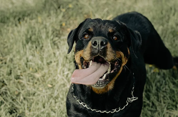 女Rottweiler 一个大黑狗的画像 长舌头突出 一只嘴张开的快乐的宠物 — 图库照片