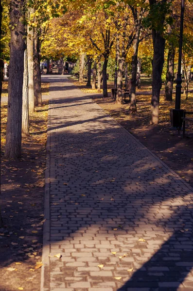 秋天公园的一条空荡荡的人行道 人行道上的黄色草木 杨树和枫树 空荡荡的公园长椅秋天在欧洲 白天时间 — 图库照片