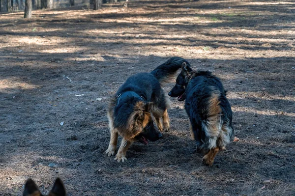 Двоє Молодих Собак Жаровні Сосновому Лісі Чоловіка Жіночого Німецького Пастуха — стокове фото