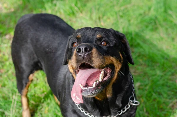 Portrait Large Black Dog Long Tongue Sticking Out Smiling Female — стоковое фото