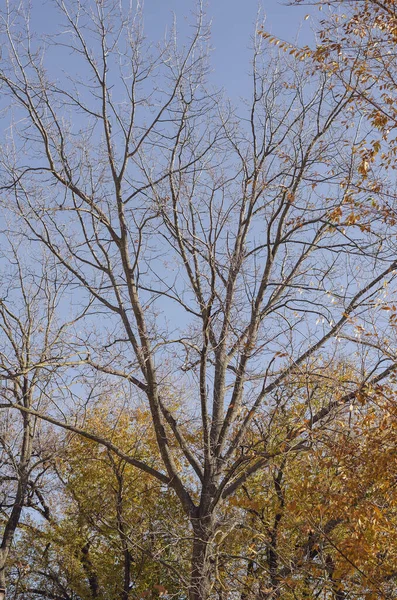 Arbre Sans Plâtre Contre Ciel Sans Nuages Saison Des Feuilles — Photo