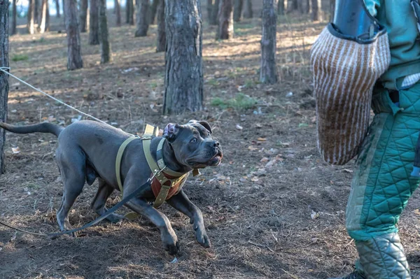 Training dogs for protective guard duty. A large gray dog jumps and attacks the trainer. Cane Corso Italiano dog breed. Trainer in special protective clothing provokes the pet. Series part