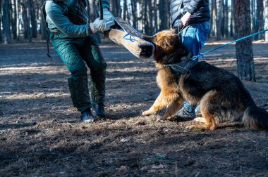 Alman kurdu oturur ve ısırık kolunu ağzında tutar. Sahibi hayvanın yanında duruyor. Antrenör köpeğin ağzındaki ısırık kolunu çıkarmaya çalışıyor. Eğitim köpekleri nöbet tutuyor..