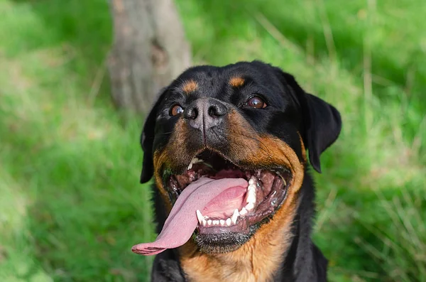 Портрет Большой Чёрной Собаки Торчащим Длинным Языком Улыбающаяся Женщина Ротвейлер — стоковое фото