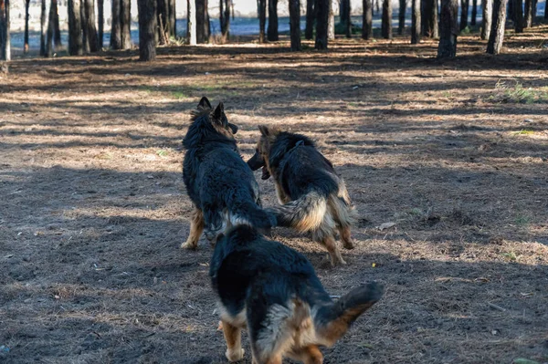 Three Young Dogs Frolic Pine Forest Males Female German Shepherd — 스톡 사진