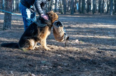 Bir Alman kurdu oturur ve ısırık kolunu ağzında tutar. Yetişkin bir erkek evcil hayvanı okşar. Bekçilik ve koruma için köpek eğitimi.