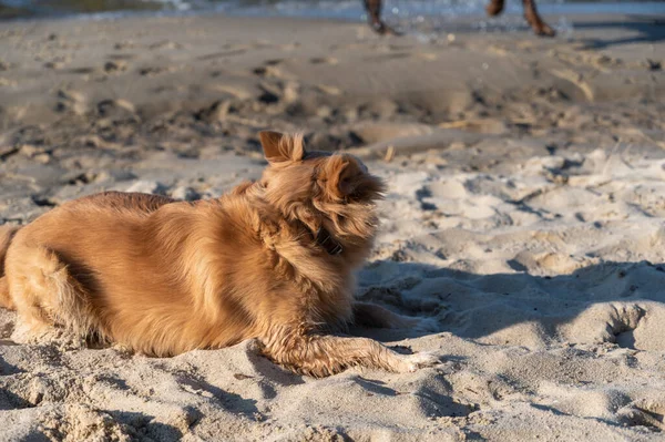 Portrait Red Mixed Breed Dog Lying Sand Female Lying Beige — стоковое фото