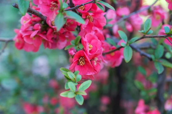 Pembe amber çiçekleri. Çiçekli çalı. Yakın plan..