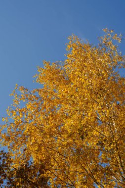 Sonbahar huş ağacı mavi gökyüzüne karşı. Sarı yapraklı ağaç dalları. Gündüz vakti. İnsan yok. Seçici odak.