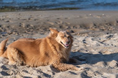 Kumda yatan kırmızı melez bir köpeğin portresi. Dişi, gözleri kapalı yatıyor..