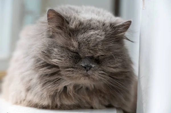 Stará Šedá Spící Kočka Portrét Zvířete Ležícího Parapetu Zavřenýma Očima — Stock fotografie