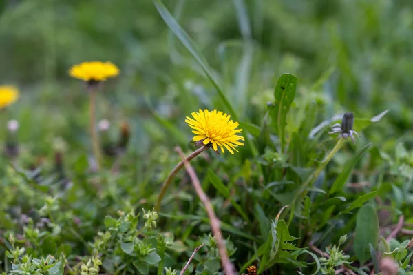 Blooming Flowers Green Grass Yellow Dandelions — Stockfoto