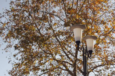 Parktaki sonbahar ağaçlarının önünde beyaz bir sokak lambası. Beyaz koni şeklindeki fener. Arka planda uzun boylu ağaçlar.