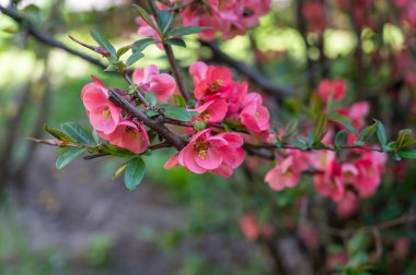 Pembe amber çiçekleri. Çiçekli çalı. Yakın plan..