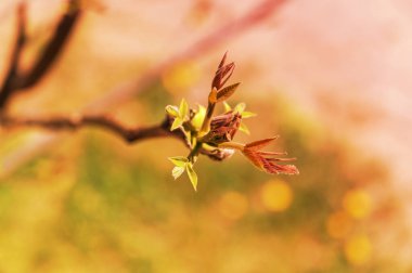 Katalpa ağacının yeni yaprakları. Güneşli bir günde tomurcuklar bir ağaç dalında açar. Görünüşü, ilk bahar yapraklarının filizlenmesi.
