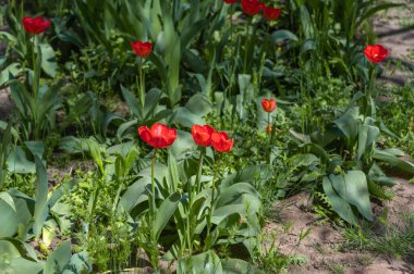 Çiçek tarlasında kırmızı çiçekler. Çiçek açmış laleler. Güneşli bir bahar günü.