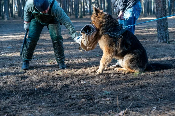 Alman kurdu oturur ve ısırık kolunu ağzında tutar. Sahibi hayvanın yanında duruyor. Antrenör köpeğin ağzındaki ısırık kolunu çıkarmaya çalışıyor. Eğitim köpekleri nöbet tutuyor..