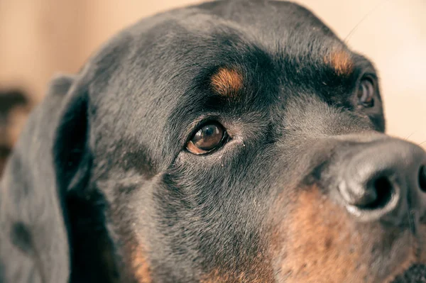 Portrait Adult Male Rottweiler Dog Pet — Stockfoto