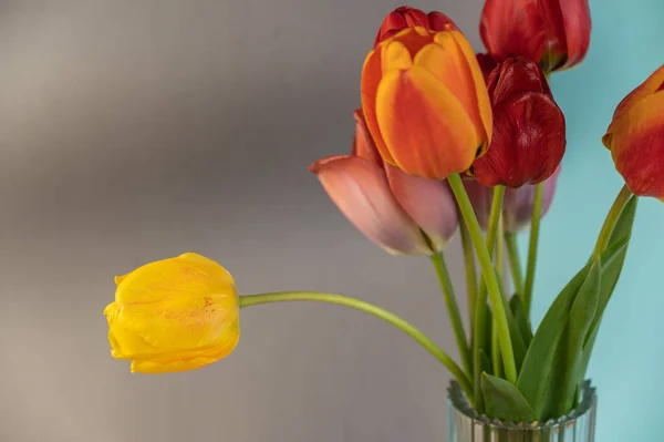 Bouquet Gray Blue Background Red Yellow Tulips Clear Glass Vase — Stockfoto