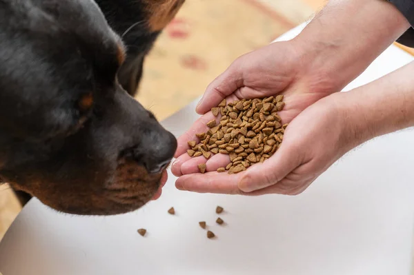 Large Black Dog Sniffs Pet Food Open Palms Man Hands — Foto de Stock