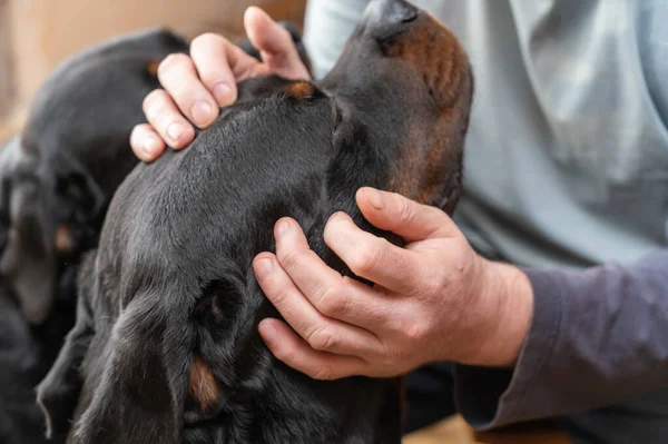 Man Two Rottweilers Owner Stroking His Pets Who Sitting Front — Stock fotografie