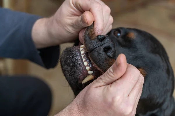 Man Spoiling His Big Black Dog Owner Pulls Adult Male — Stock fotografie