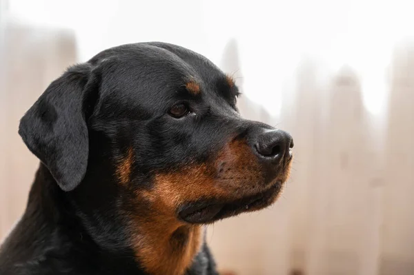 Portrait Rottweiler Dog Adult Female Sitting Front Light Background Pets — Stockfoto