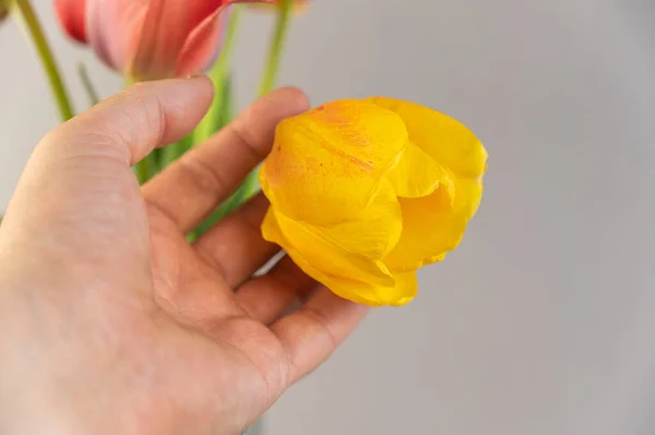 Close Man Hand Holding Yellow Tulip Bouquet Beautiful Spring Flowers — стоковое фото