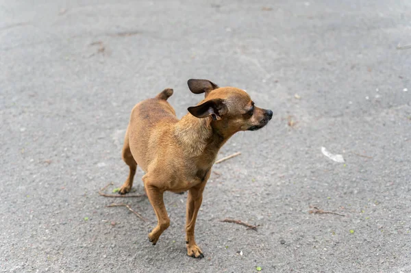 Little brown dog standing on the pavement. A male dog breeds a toe terrier with no wheatgrass. An elderly pet with a gray muzzle. Animals lost in war concept.