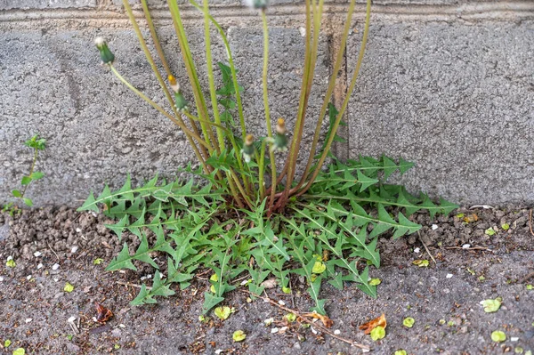 Dandelion Growing Base Gray Stone Wall Living Plant Green Leaves —  Fotos de Stock