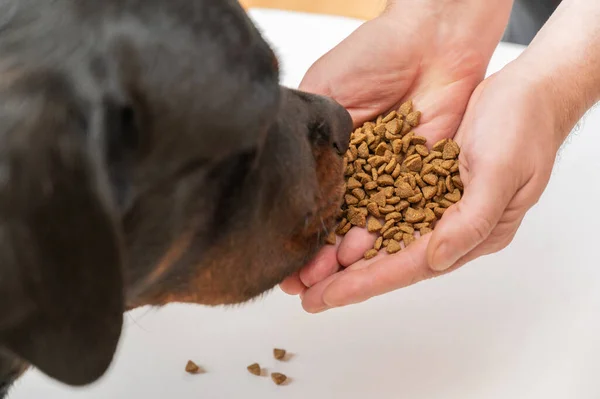 Large Black Dog Sniffs Pet Food Open Palms Man Hands — Foto de Stock