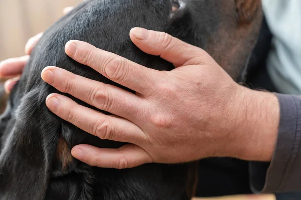 Adult Man Strokes Head Large Black Dog Owner Petting His — Stock fotografie